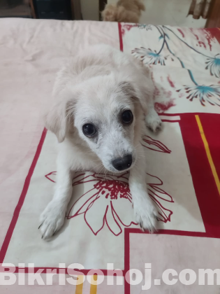 Spitz Dog